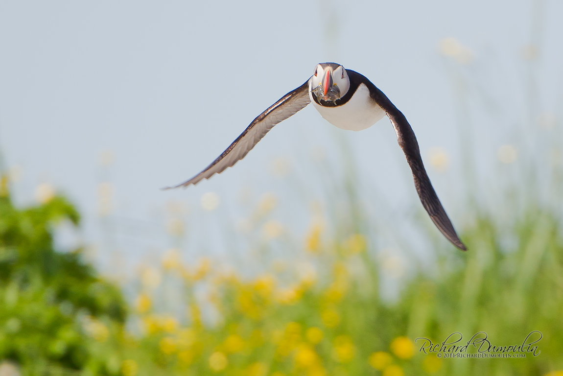 ATLANTIC PUFFIN
