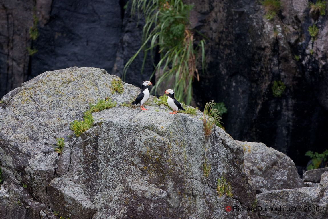 ATLANTIC PUFFIN