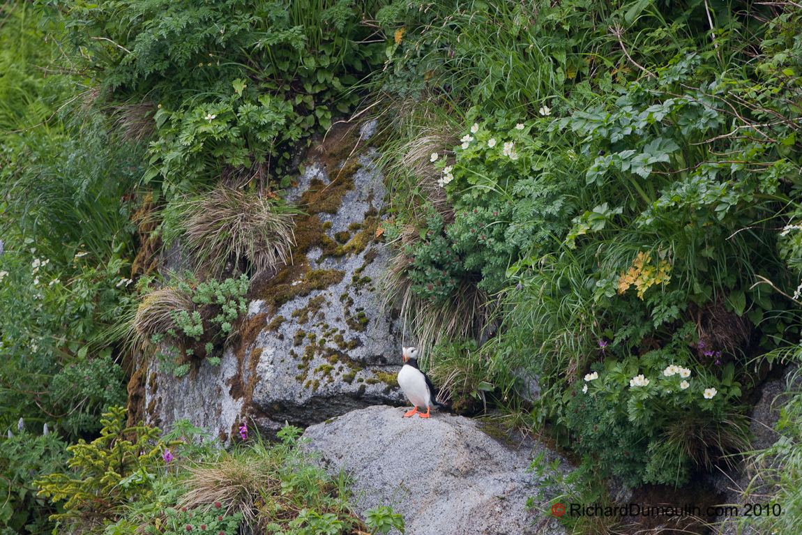 ATLANTIC PUFFIN