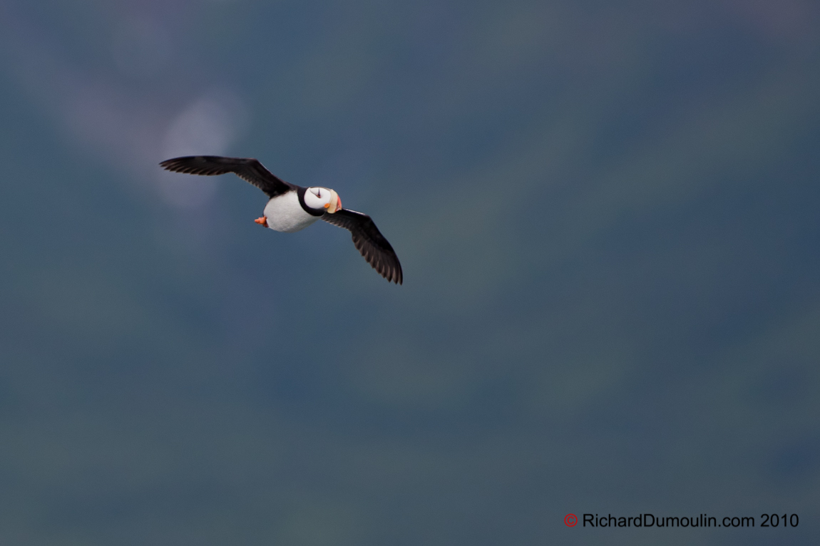 ATLANTIC PUFFIN