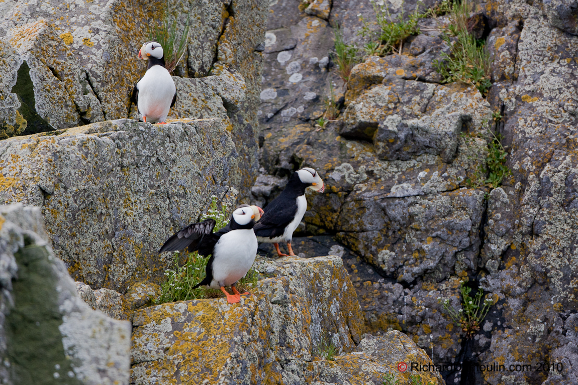 ATLANTIC PUFFIN