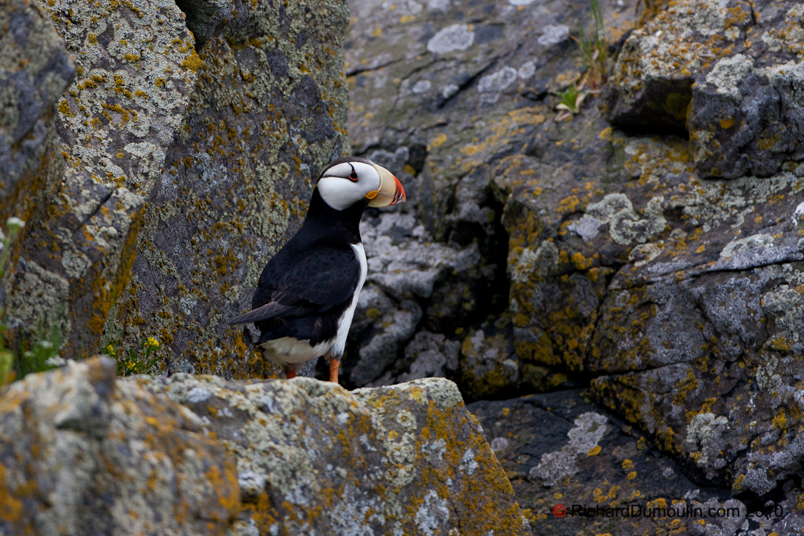 ATLANTIC PUFFIN