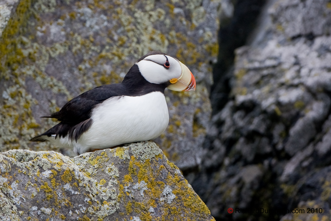 ATLANTIC PUFFIN