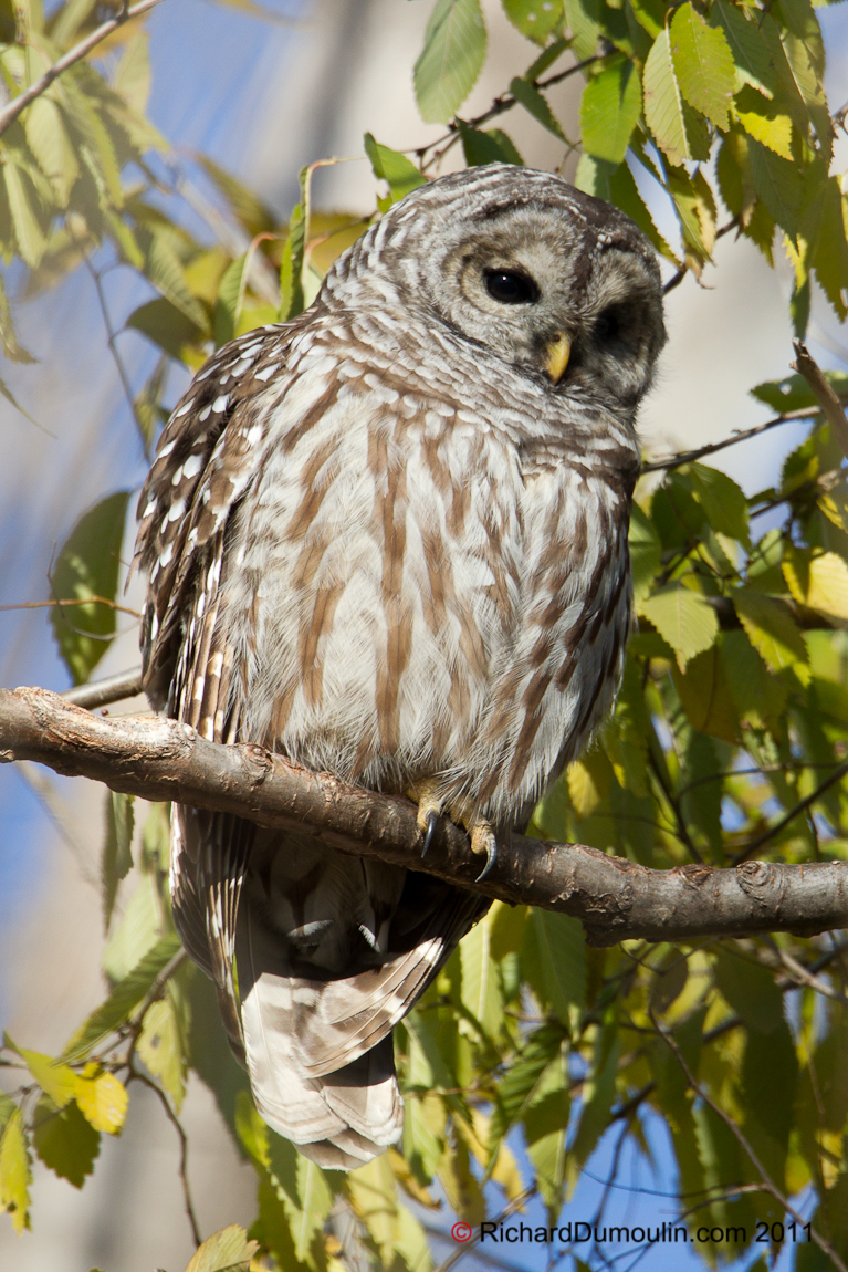 BARRED OWL