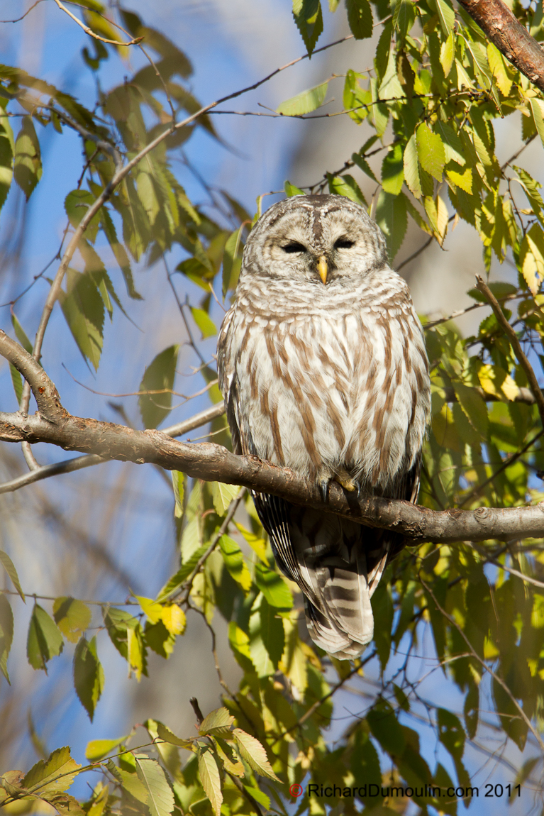 BARRED OWL
