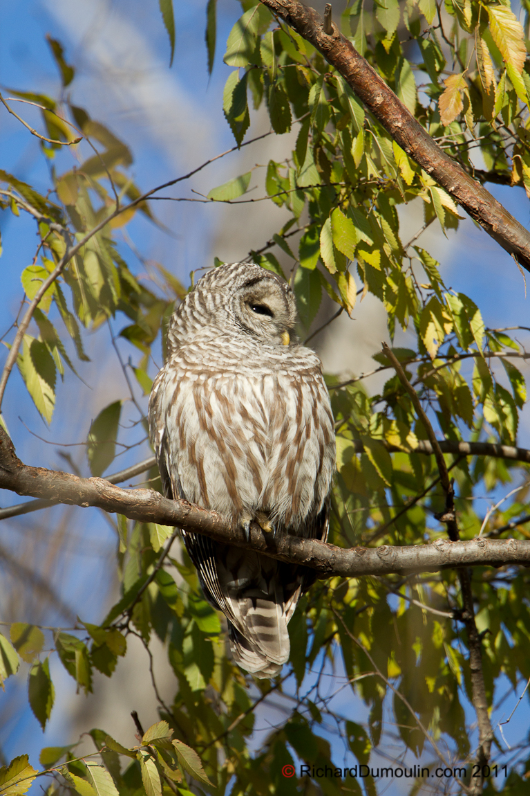 BARRED OWL