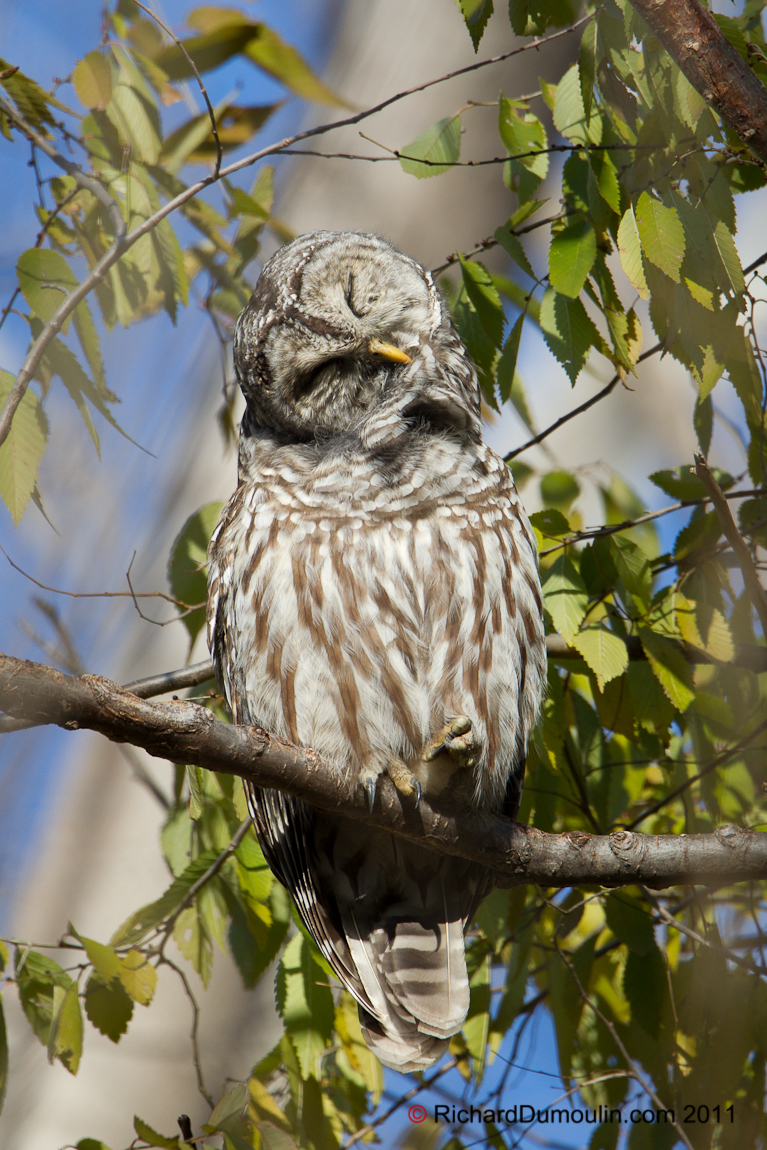 BARRED OWL