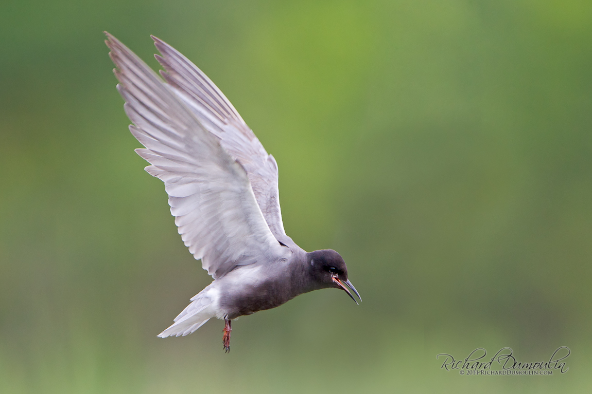 BLACK TERN