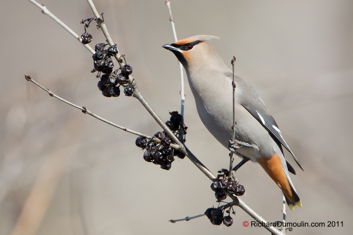 BOHEMIAN WAXWING