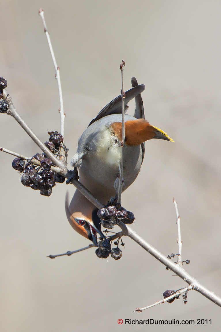 BOHEMIAN WAXWING
