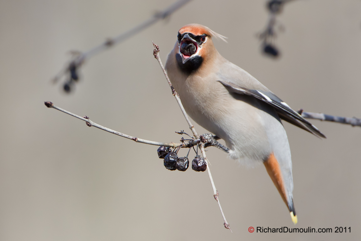 BOHEMIAN WAXWING