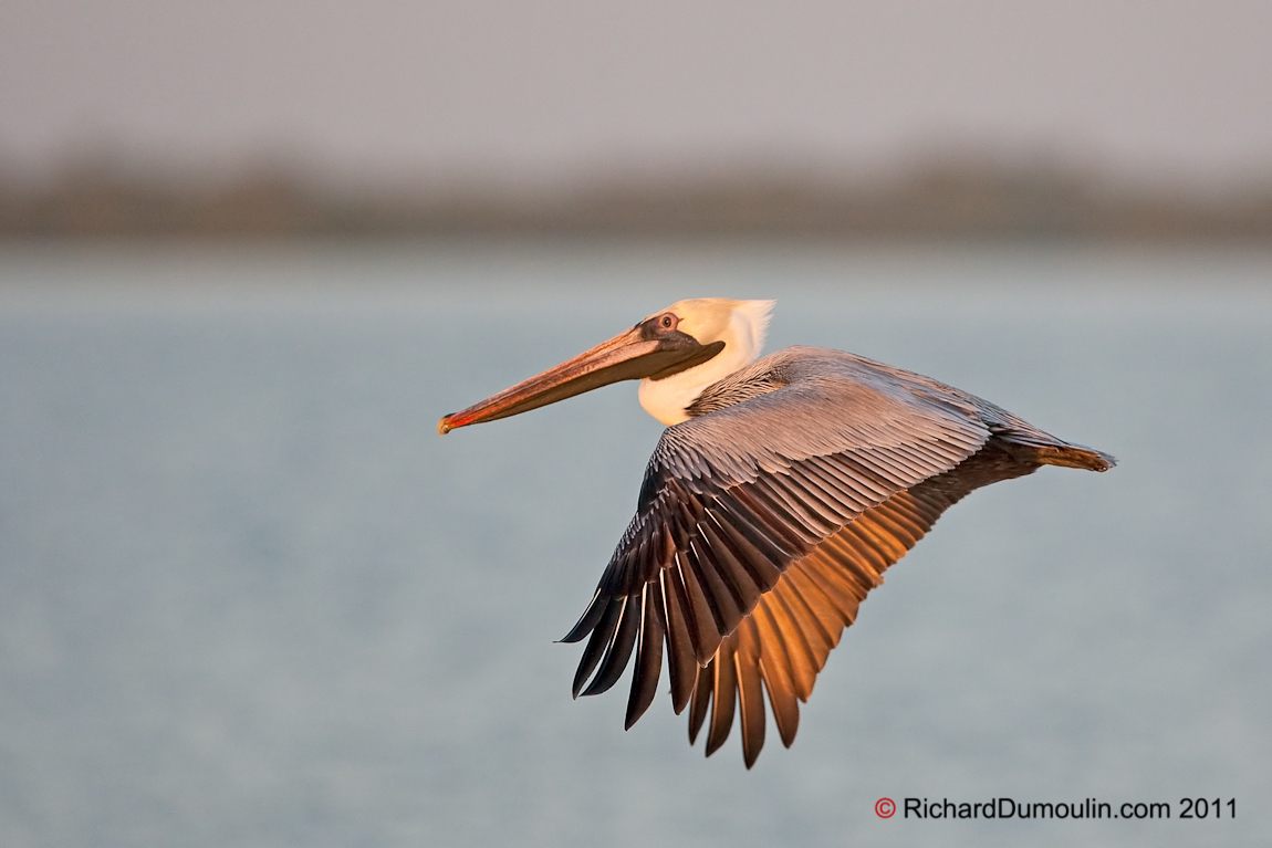 BROWN PELICAN
