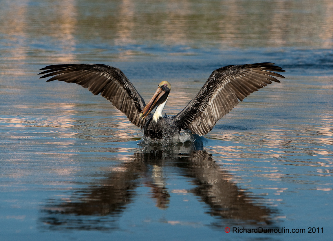 BROWN PELICAN