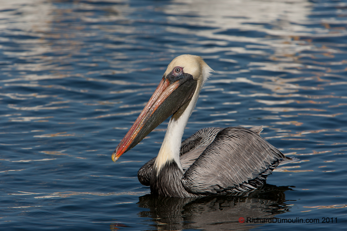 BROWN PELICAN
