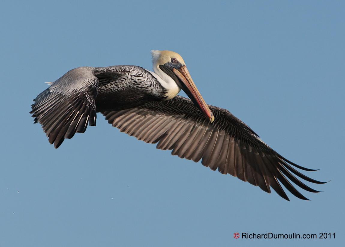 BROWN PELICAN