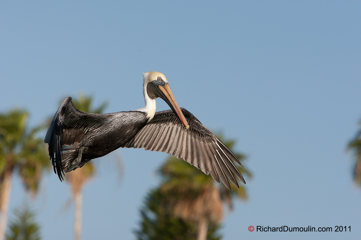 BROWN PELICAN