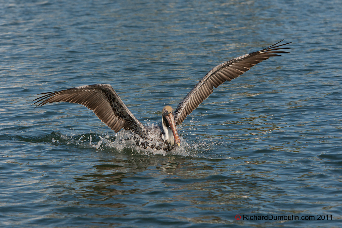BROWN PELICAN