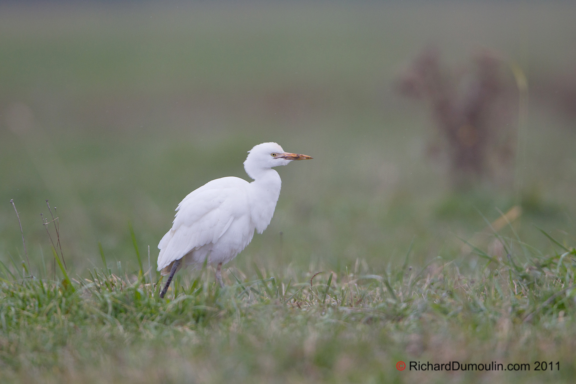 CATTLE EGRET