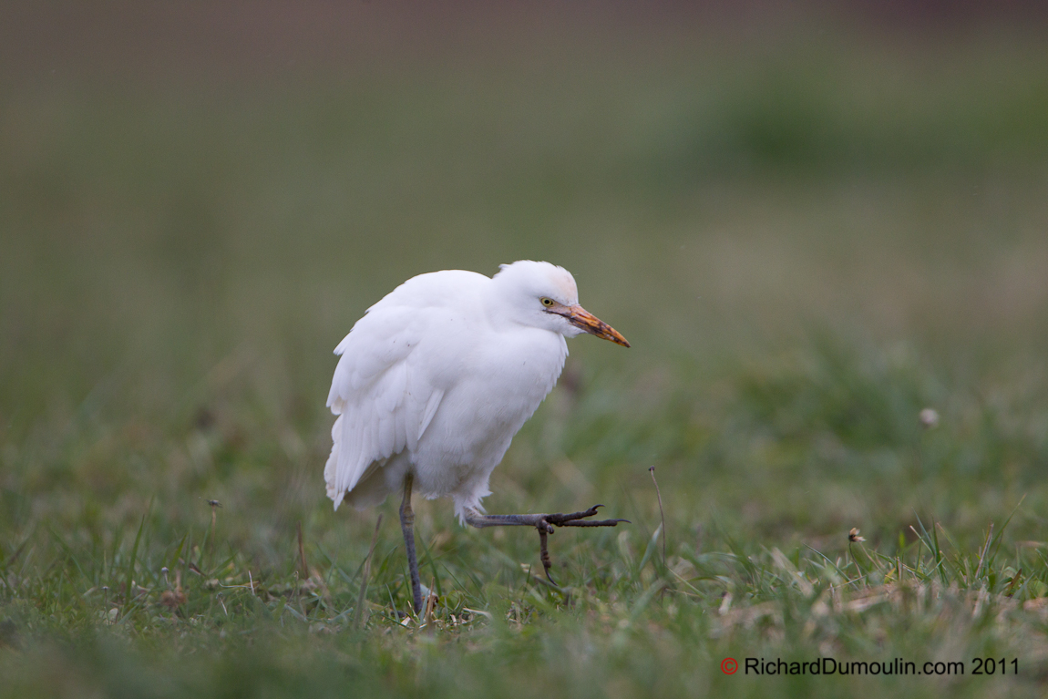CATTLE EGRET