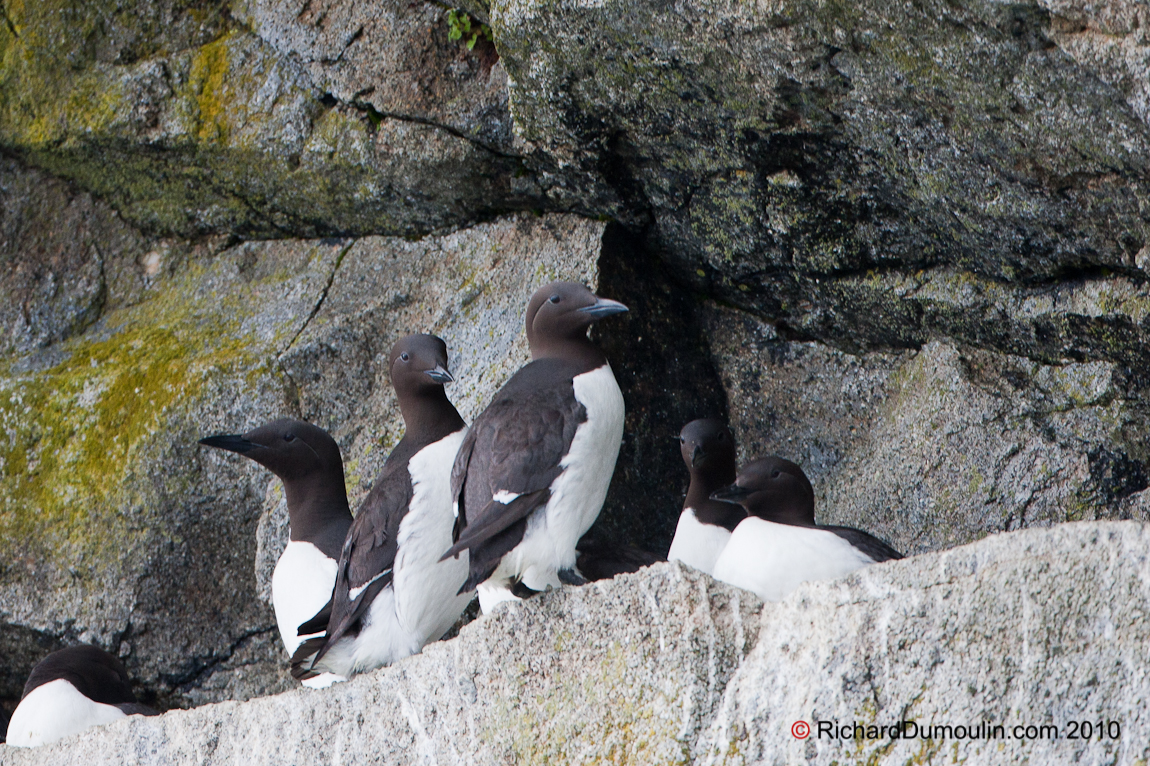 COMMON MURRE