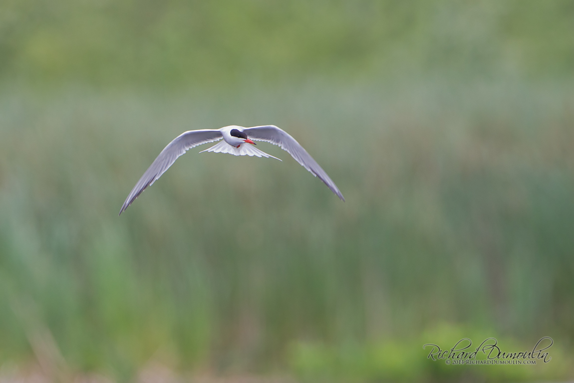 COMMON TERN
