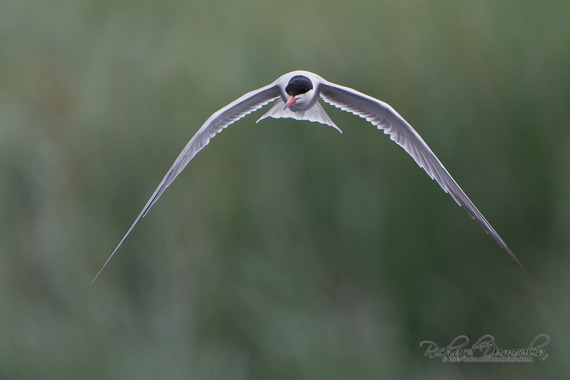 COMMON TERN