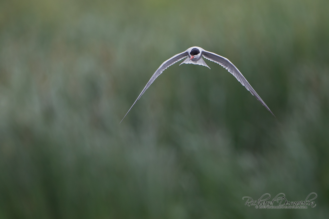 COMMON TERN