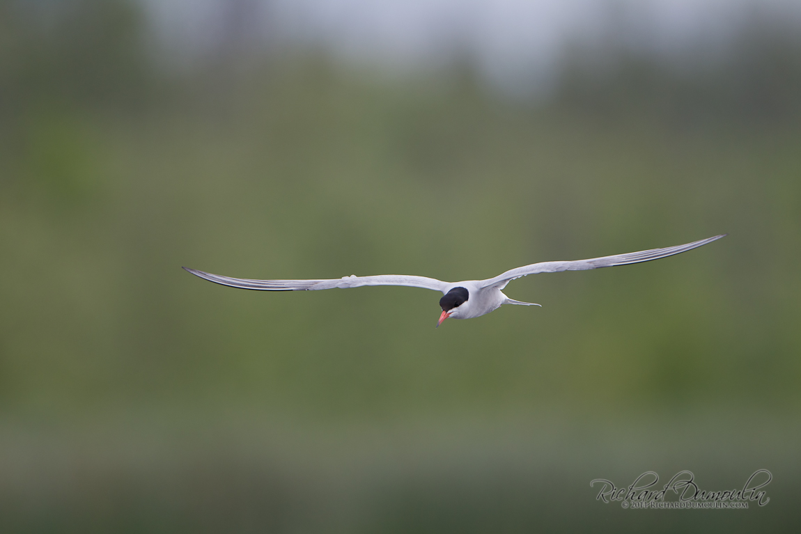 COMMON TERN