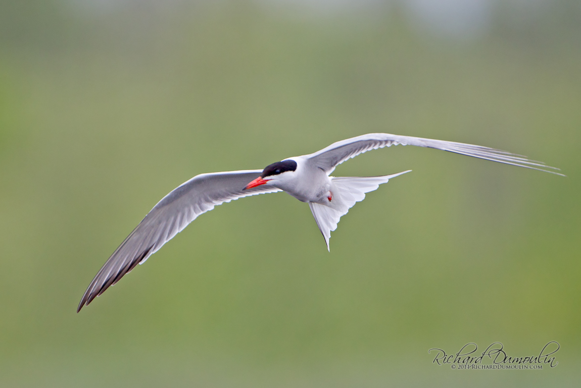 COMMON TERN
