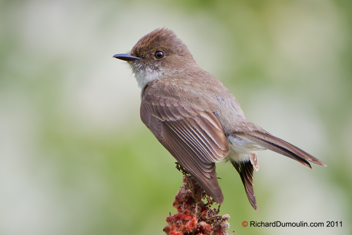 EASTERN PHOEBE