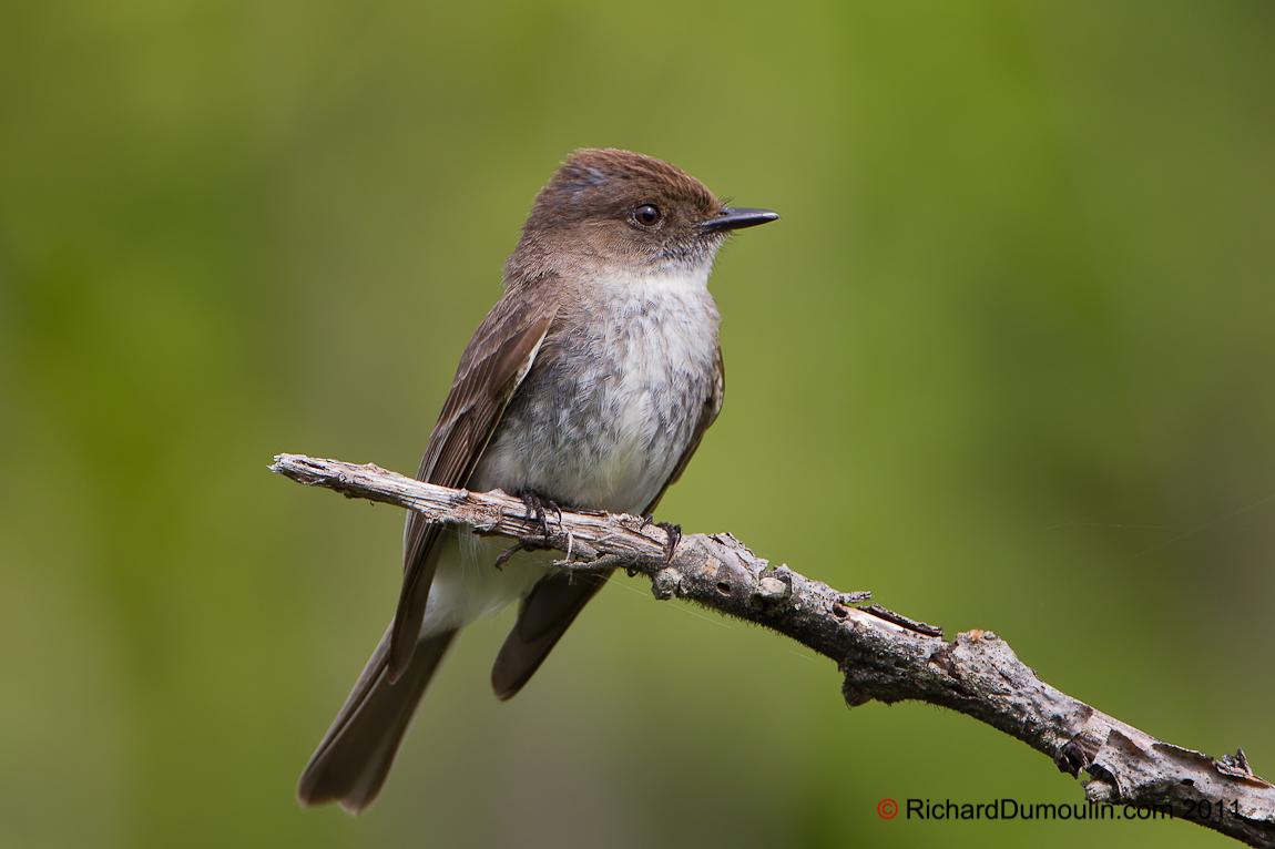 EASTERN PHOEBE
