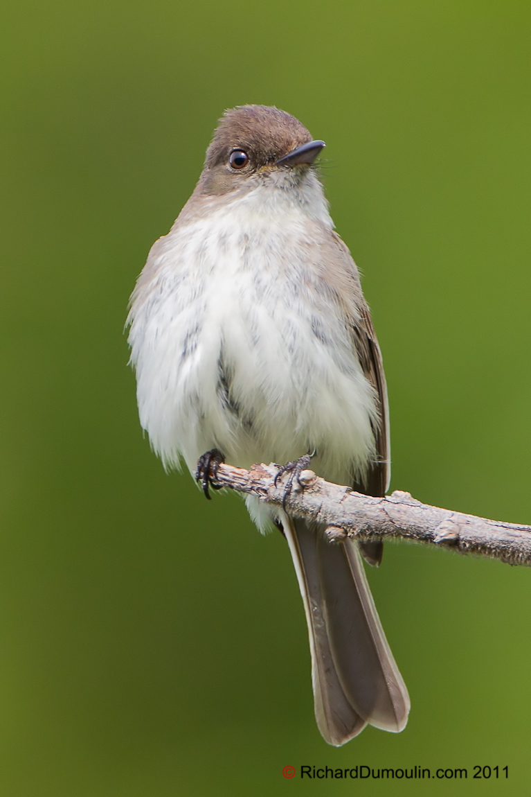 EASTERN PHOEBE