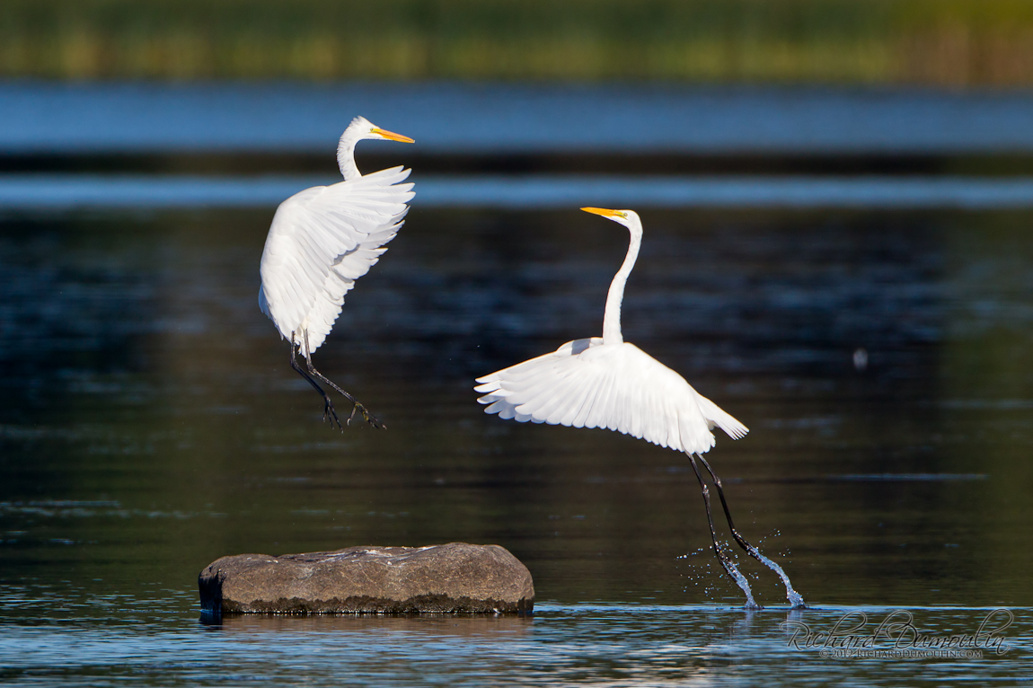 GREAT EGRET