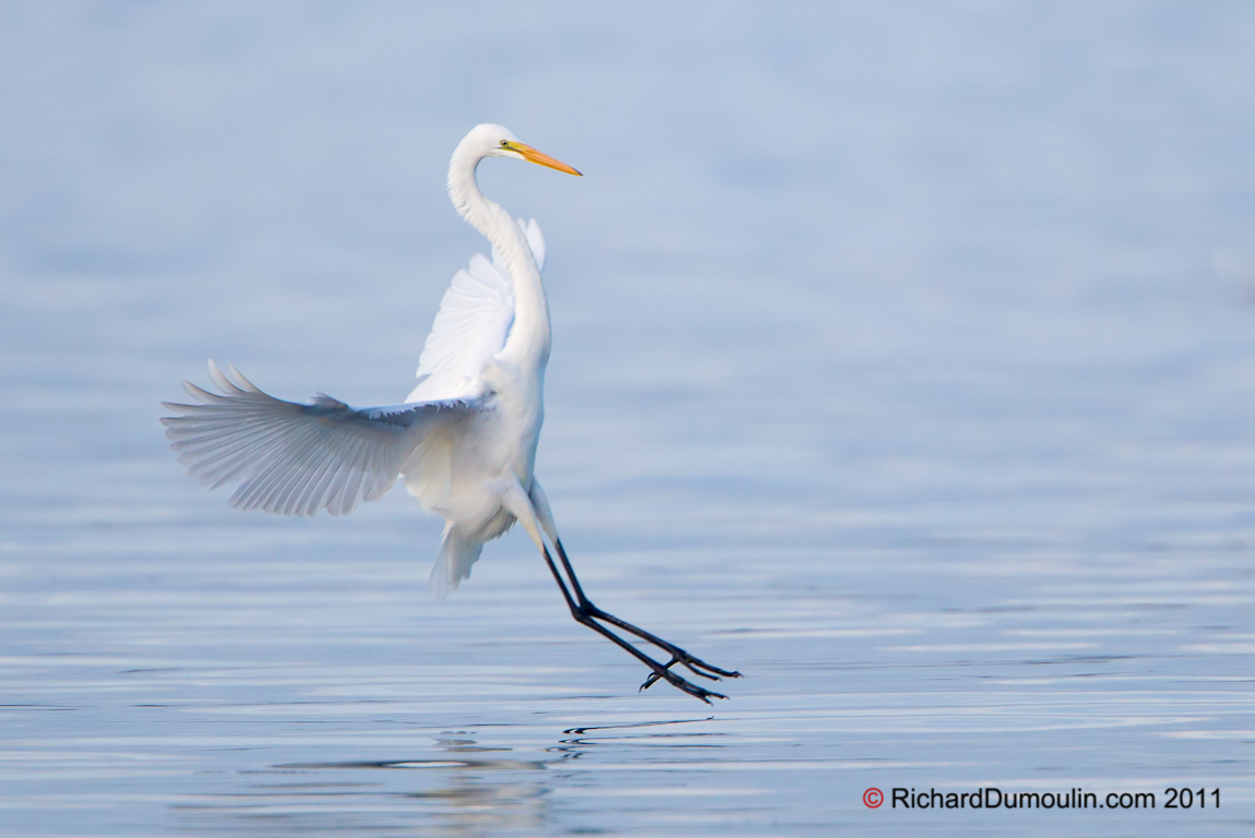 GREAT EGRET