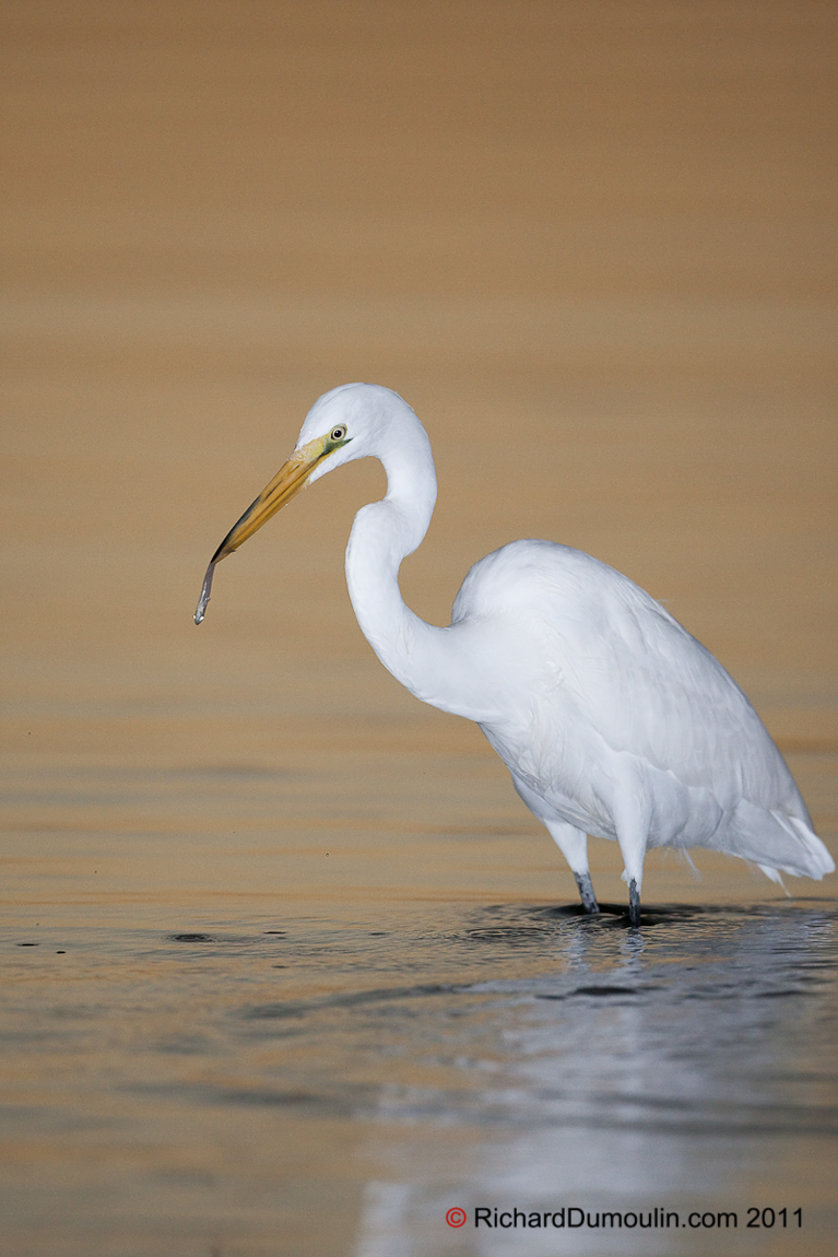 GREAT EGRET
