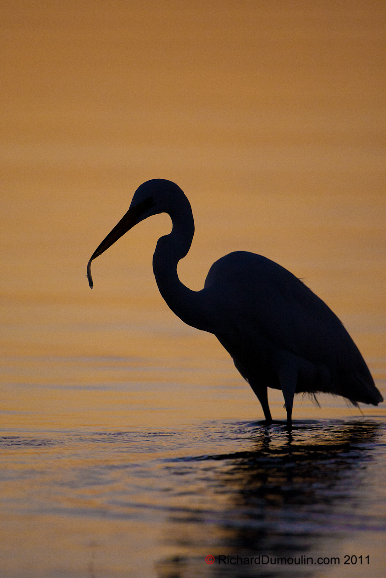 GREAT EGRET