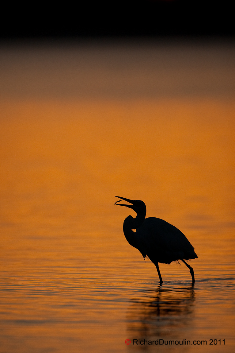 GREAT EGRET