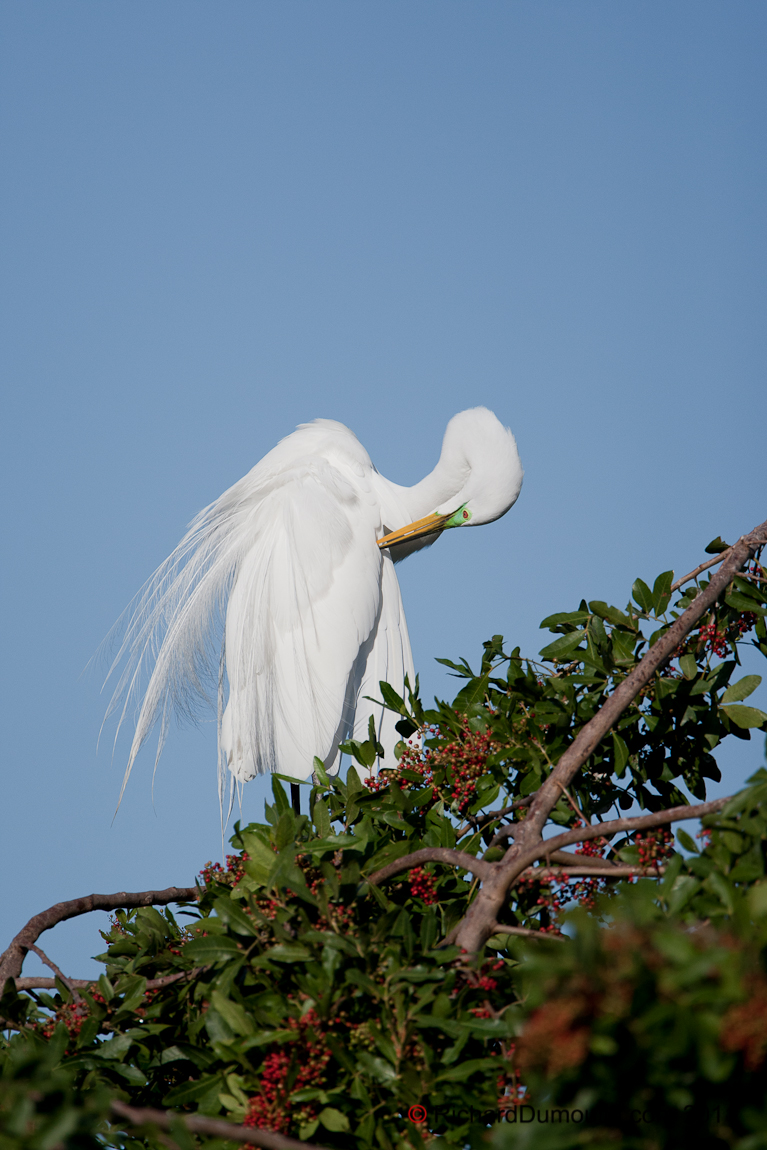 GREAT EGRET