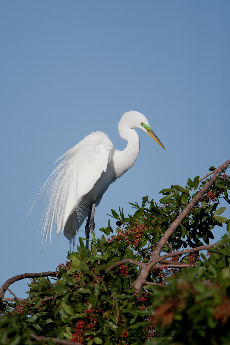 GREAT EGRET