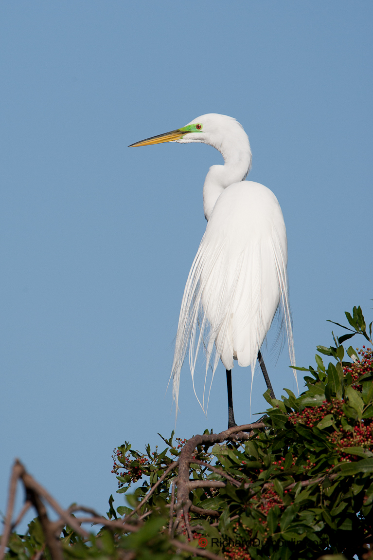 GREAT EGRET