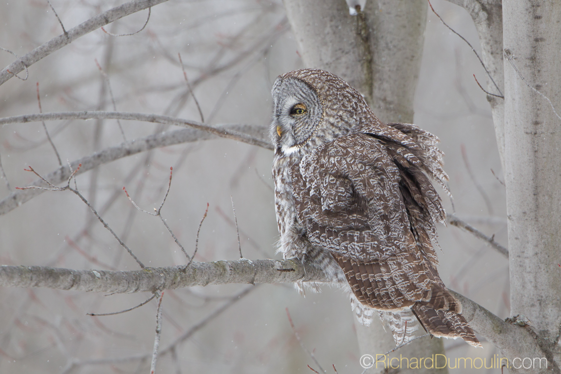 GREAT GREY OWL