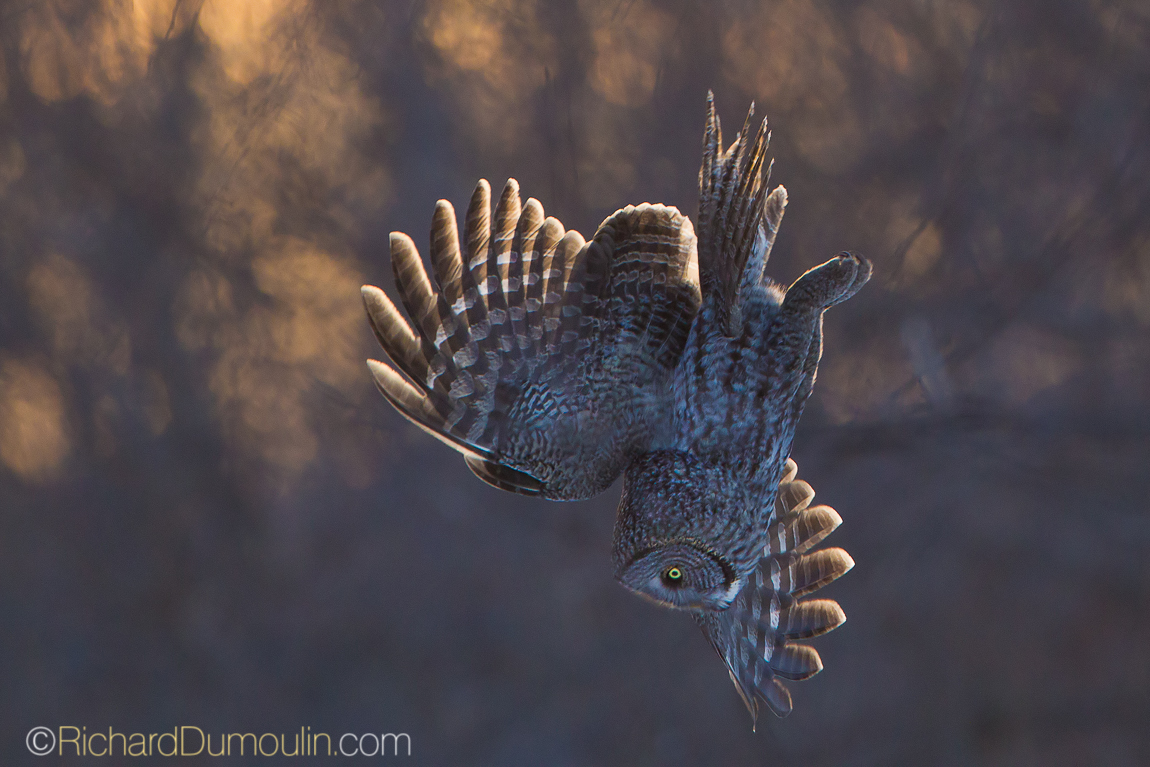 GREAT GREY OWL