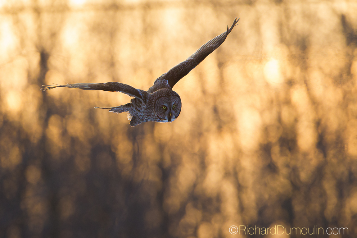 GREAT GREY OWL