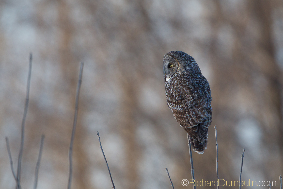 GREAT GREY OWL