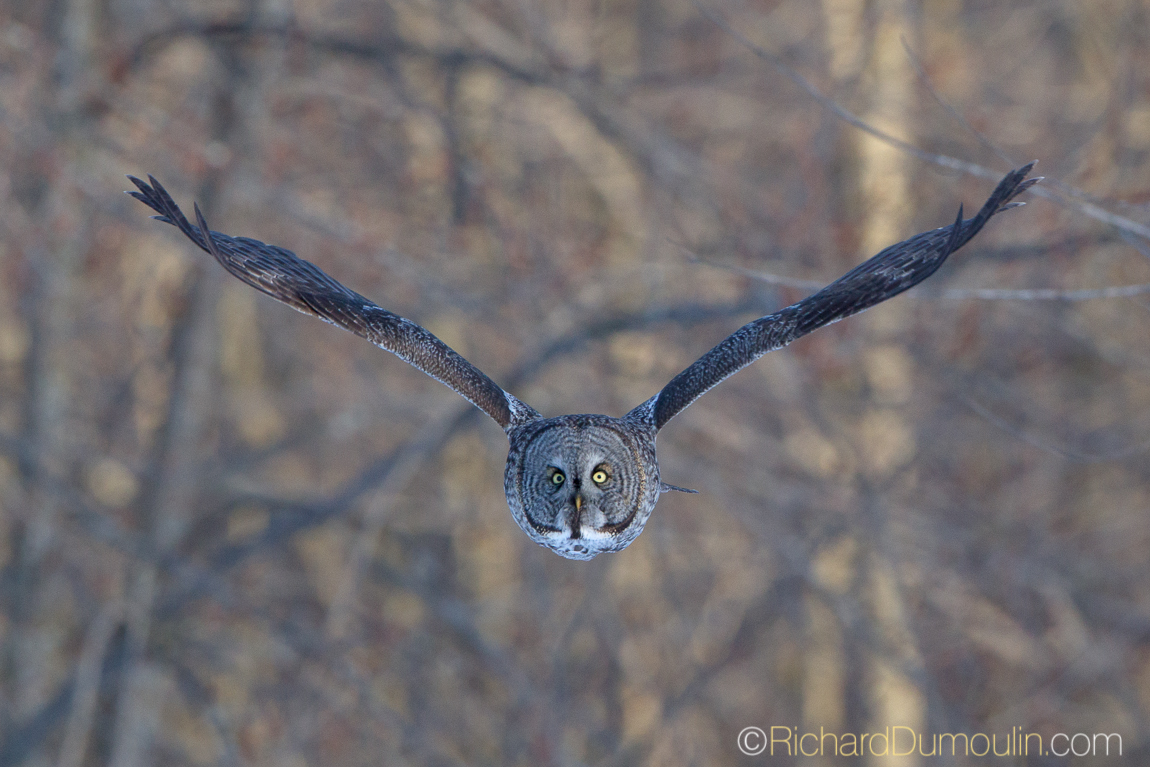 GREAT GREY OWL