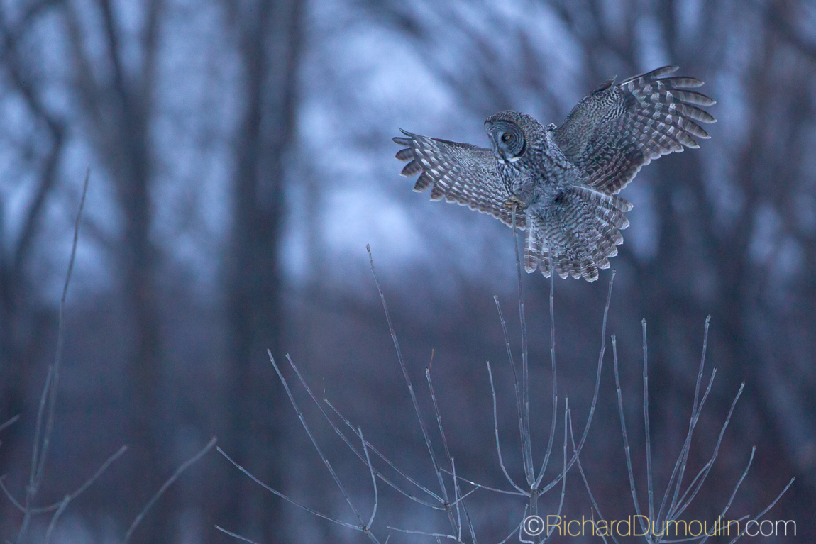 GREAT GREY OWL