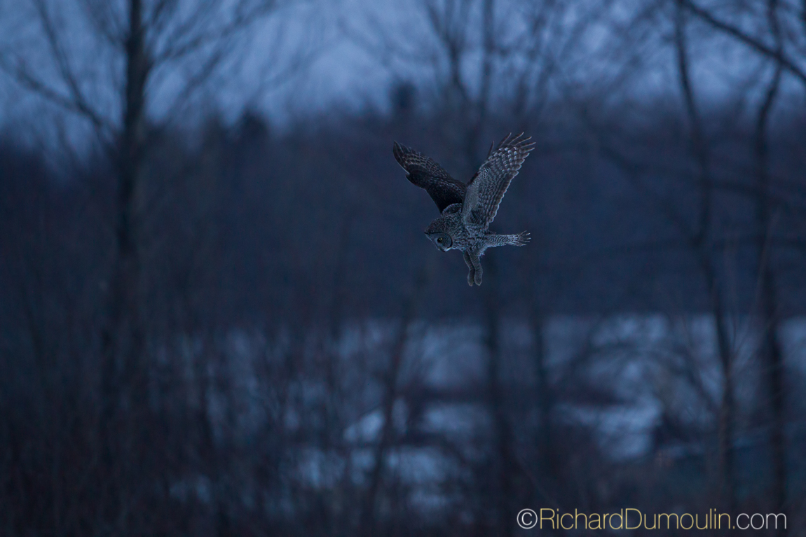 GREAT GREY OWL
