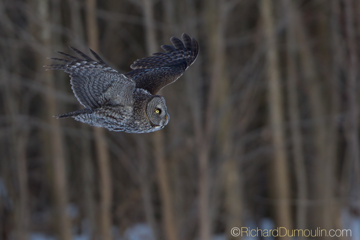 GREAT GREY OWL