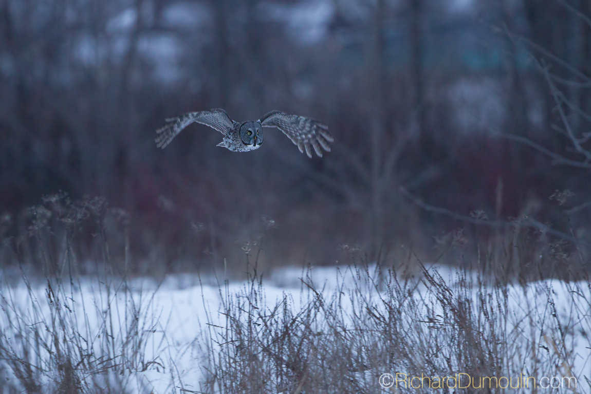 GREAT GREY OWL