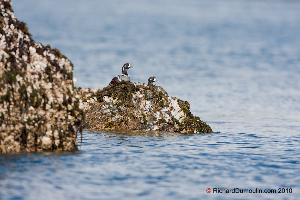 HARLEQUIN DUCK